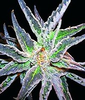Space Feminised Seeds