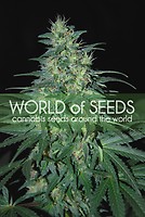 S. African Kwazulu Feminised Seeds