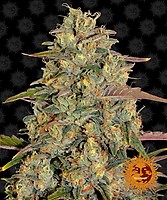 Amnesia Lemon Feminisiert Samen