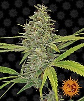 G13 Haze Feminisiert Samen