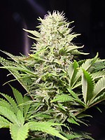 Wappa Feminised Seeds