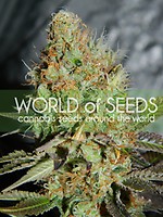 Afghan Kush Special Feminised Seeds