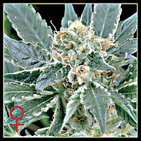 A.M.S. Feminised Seeds