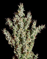 NL5 Haze Mist Feminisiert Samen
