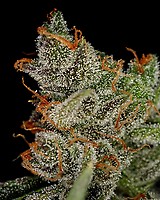 King's Kush Feminisiert Samen