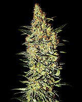 Neville's Haze Feminisiert Samen