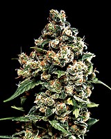 Jack Herer Feminisiert Samen