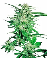 Big Bud Feminisiert Samen