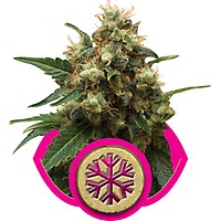 Ice Feminised Seeds
