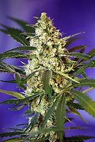 Schnell Bud #2 Auto Feminisiert Samen