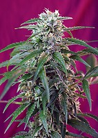 Green Poison Auto Feminisiert Samen