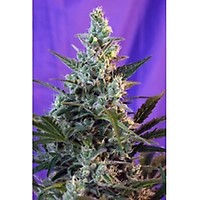 Sweet Skunk Auto Feminisiert Saatgut