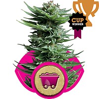 Shining Silver Haze Feminised Seeds