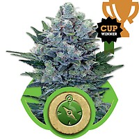 Northern Light Auto Feminisiert Samen