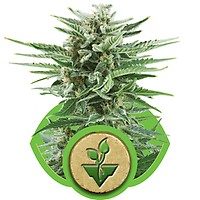 Easy Bud Auto Feminisiert Samen