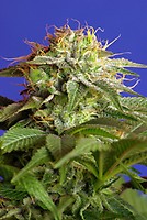 Green Poison Feminised Seeds