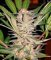 S.A.D. Sweet Afghani Delicious S1 Feminisiert Samen