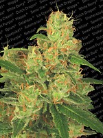 Acid Auto Feminised Seeds