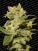 Jack Auto Feminised Seeds