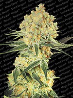 Wappa Auto Feminised Seeds
