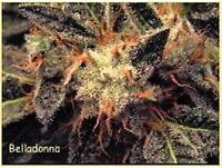 Bella Donna Feminised Seeds