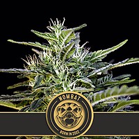 Wombat Feminised Seeds
