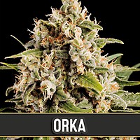 Orka Feminised Seeds