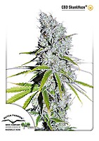 Skunk Haze CBD Feminisiert Saatgut