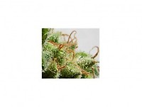 Malawi Regular Seeds