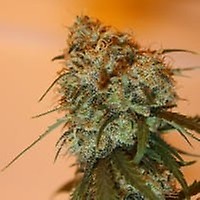 Golden Tiger Feminised Seeds