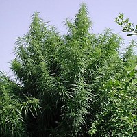 Tropical Mix Regulär Samen