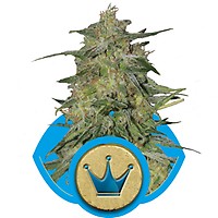 Royal Highness CBD Feminisiert Samen