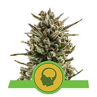 Amnesia Haze Auto Feminisiert Samen