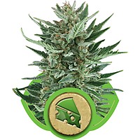 Royal Cheese Auto Feminisiert Samen