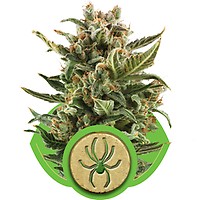 White Widow Auto Feminisiert Samen