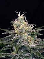Chocolopez Feminised Seeds