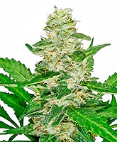 Super Skunk Auto Feminised Seeds