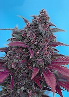 Dark Devil Auto Feminisiert Samen