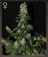 White Strawberry Skunk Feminisiert Samen