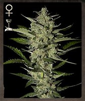 Flowerbomb Kush Feminisiert Samen