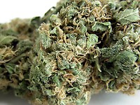 Original Skunk #1 Regelmäßig Saatgut