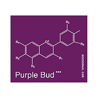 Purple Bud Regelmäßig Saatgut