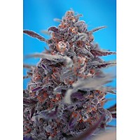 Devil Cream Auto Feminisiert Samen