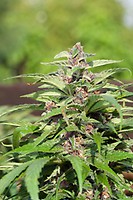 Red Purps Feminised Seeds