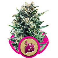 Blue Cheese Feminised Seeds