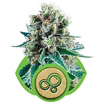 Bubble Kush Auto Feminisiert Samen
