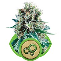 Bubble Kush Auto Feminised Seeds