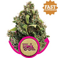 Candy Kush Express Fast Feminised Seeds