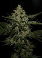 UnderDawg Feminised Seeds