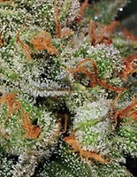 Bubble Gum Auto Feminised Seeds